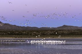 在新墨西哥州博斯克德尔阿帕奇国家野生动物保护区，成群的雪雁和沙丘鹤