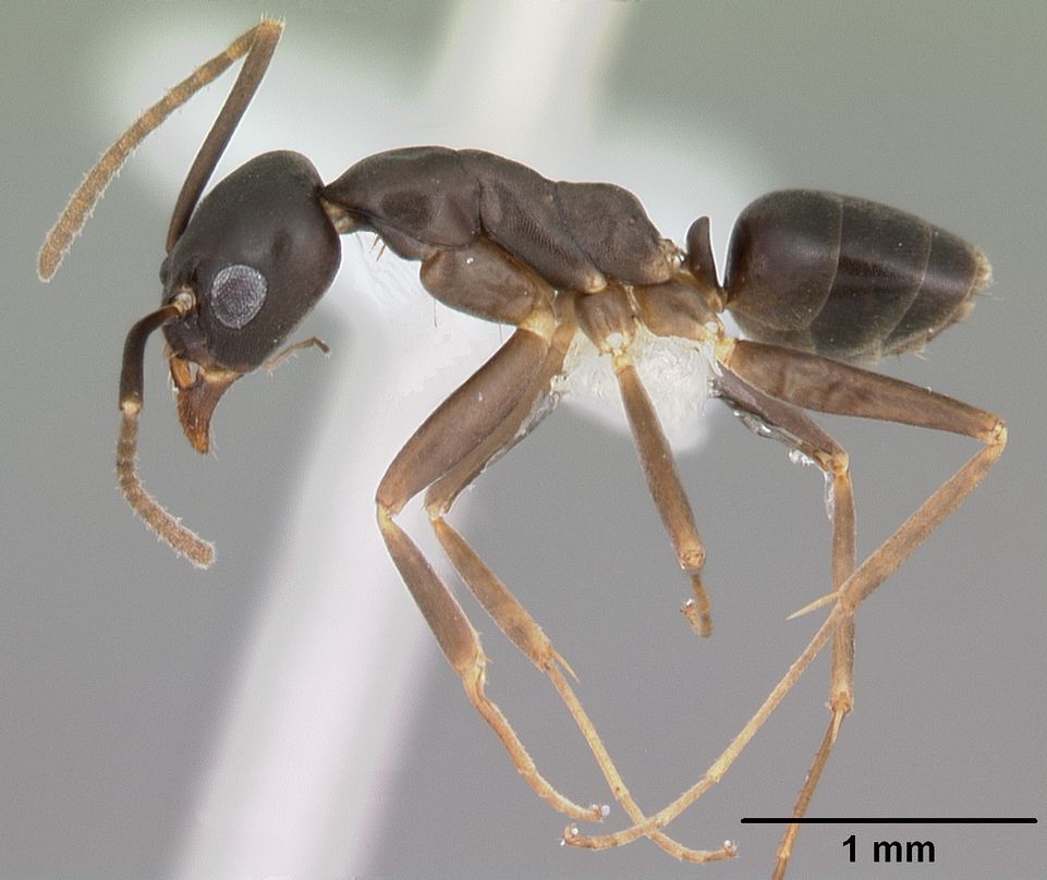 这是一只小蚁标本的特写。＂width=