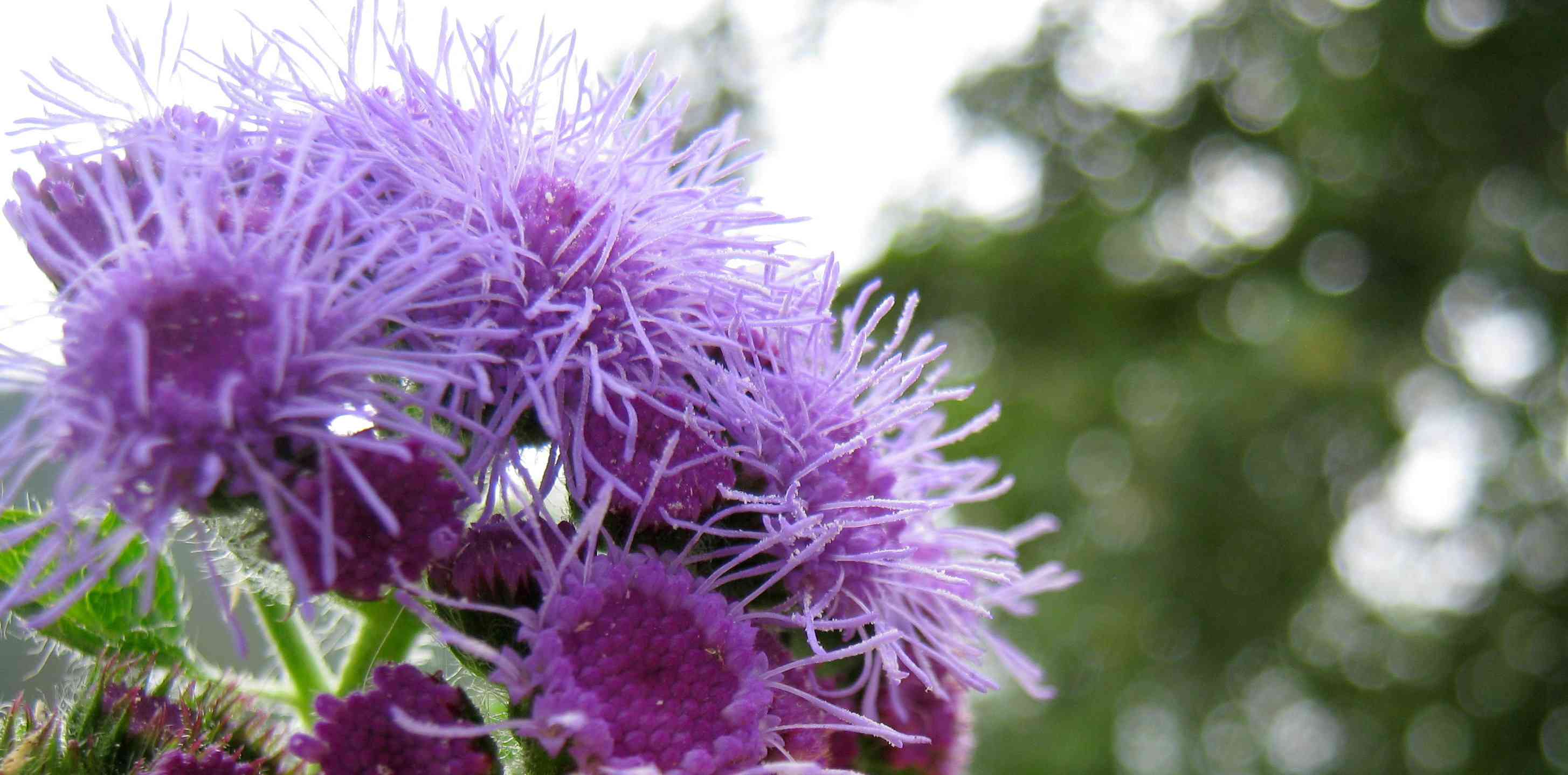 蓝色的琼脂花在花园里盛开