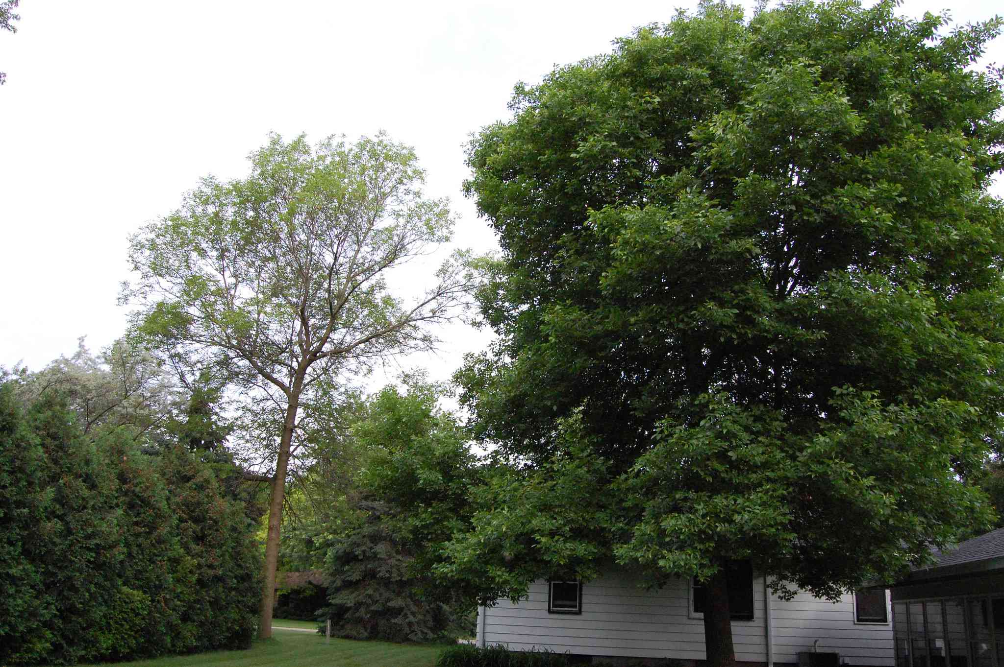 一棵生长在乡间一所房子旁的绿色白蜡树。