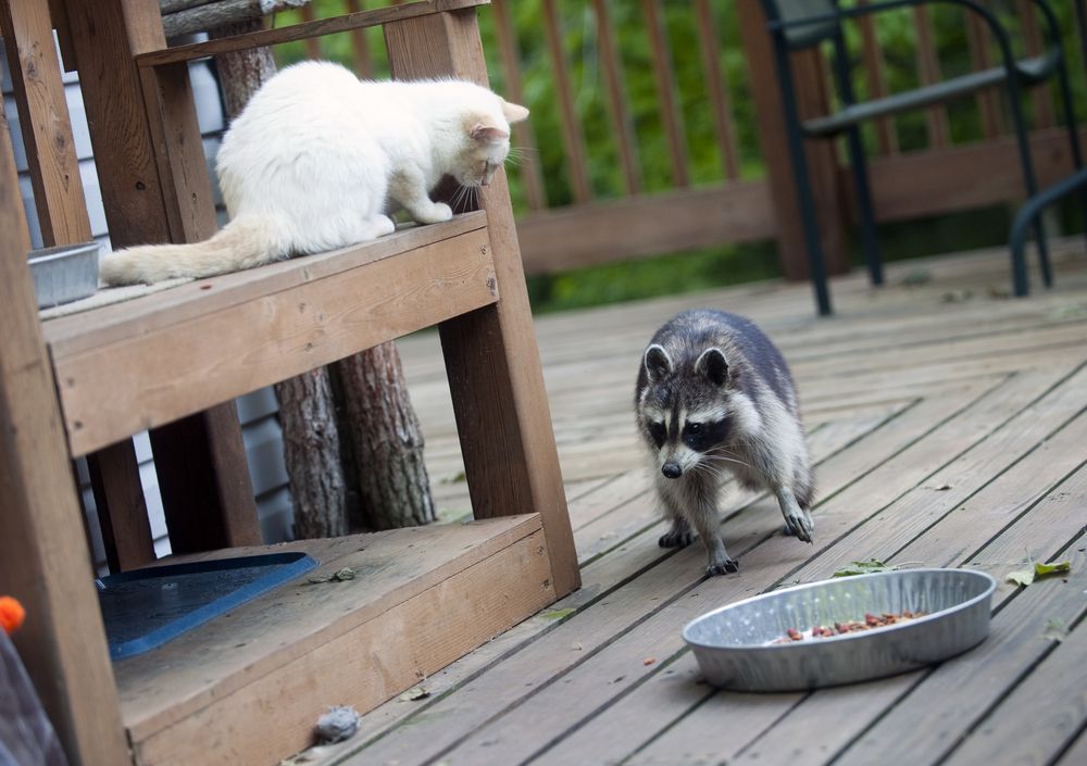 猫看着浣熊吃东西