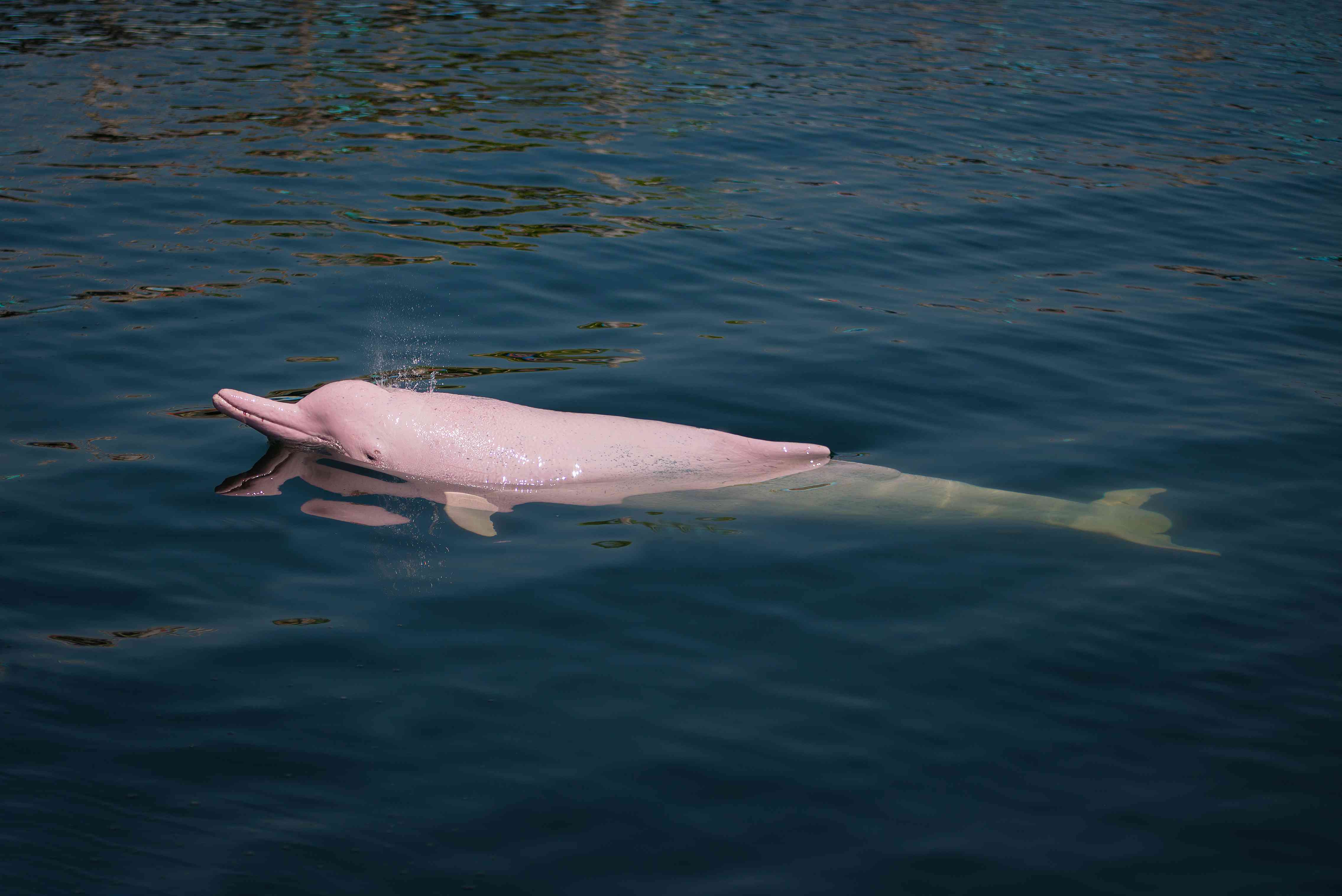 一只粉红色的亚马逊海豚从水中浮出水面＂width=