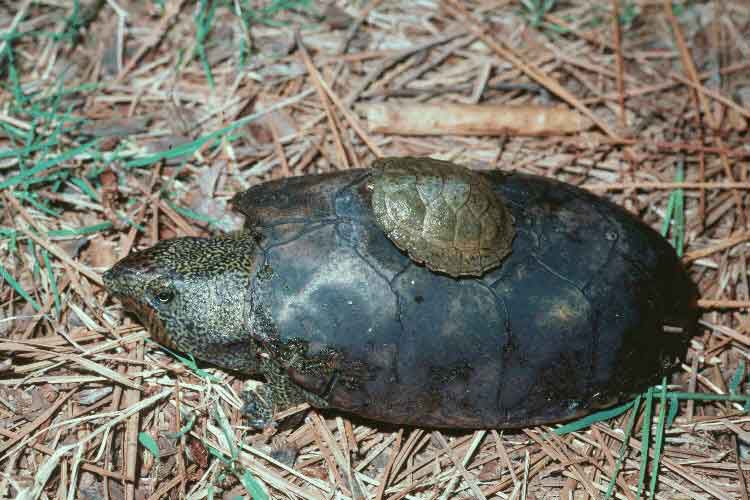 一只绿色的小麝龟躺在它青黑相间的父母的背上，躺在树枝和草地上＂width=