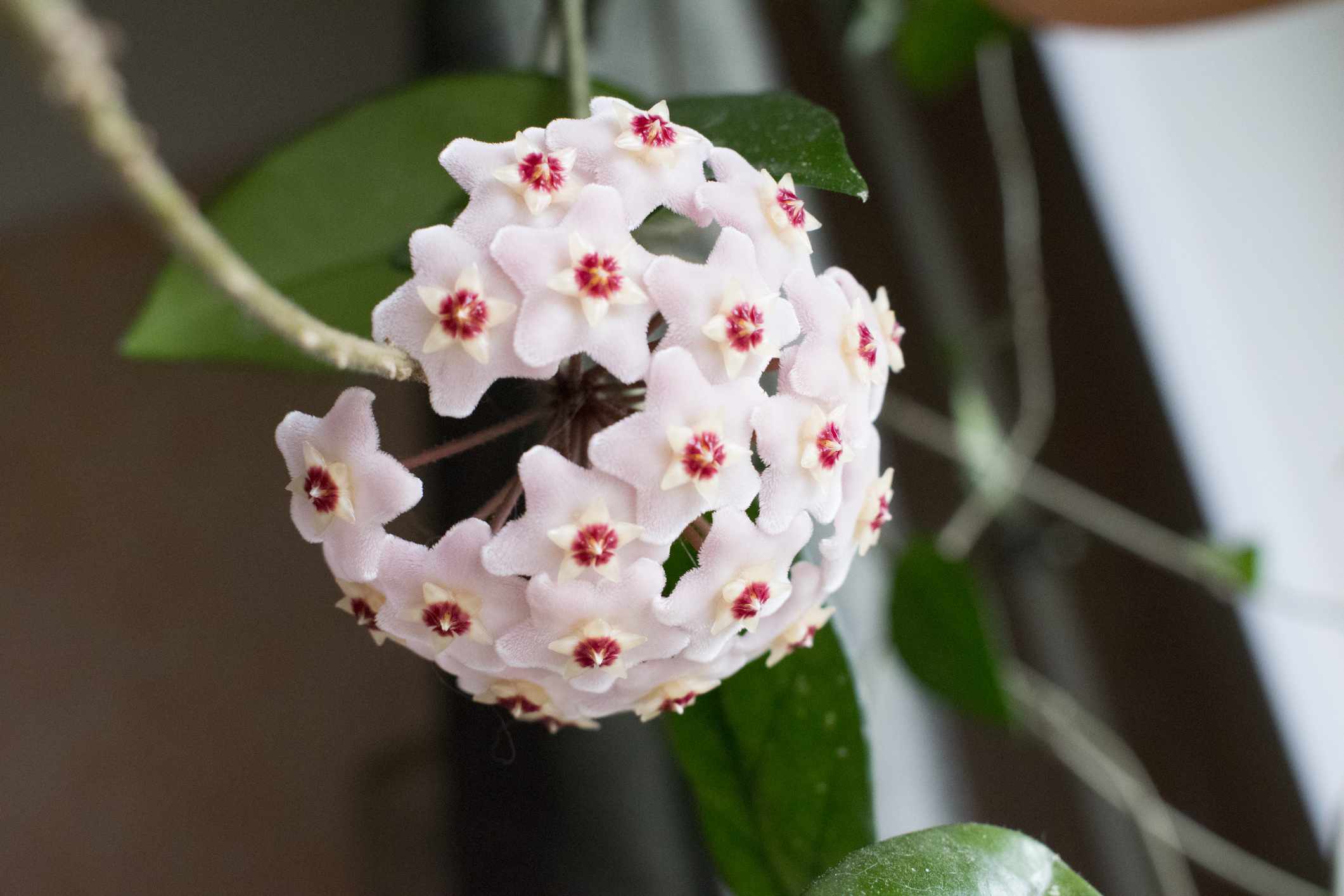 特写细节照片花蜡植物或霍亚肉诺萨＂width=