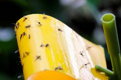 宏观视图真菌蚊蚋粘在黄色粘性陷阱