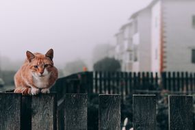 在一个寒冷灰色的早晨，一只橙色的流浪猫栖息在木栅栏外