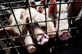 Nuova Agricoltura（新农业）农场的有机猪养殖中的猪猪在2012年10月7日