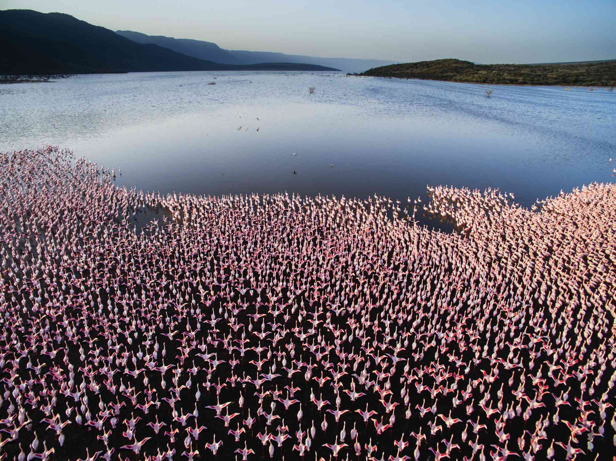 一大群粉红色的小火烈鸟聚集在波哥里亚湖的海岸线上，远处是群山和蓝天