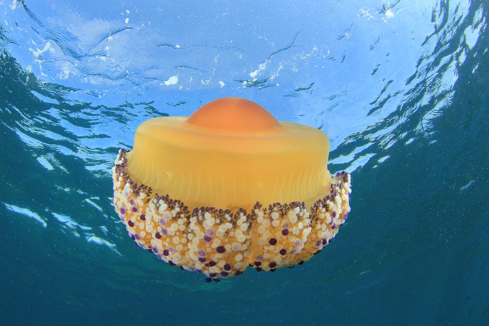 黄色和橙色的煎蛋水母漂浮在海洋中＂width=
