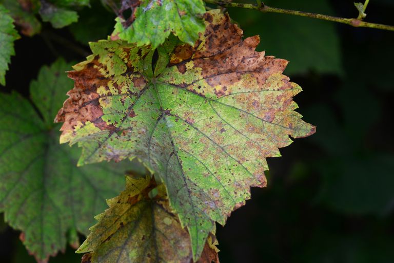 由葡萄真菌病害霜霉病感染的带有黄色和棕色斑块的葡萄叶子的特写。