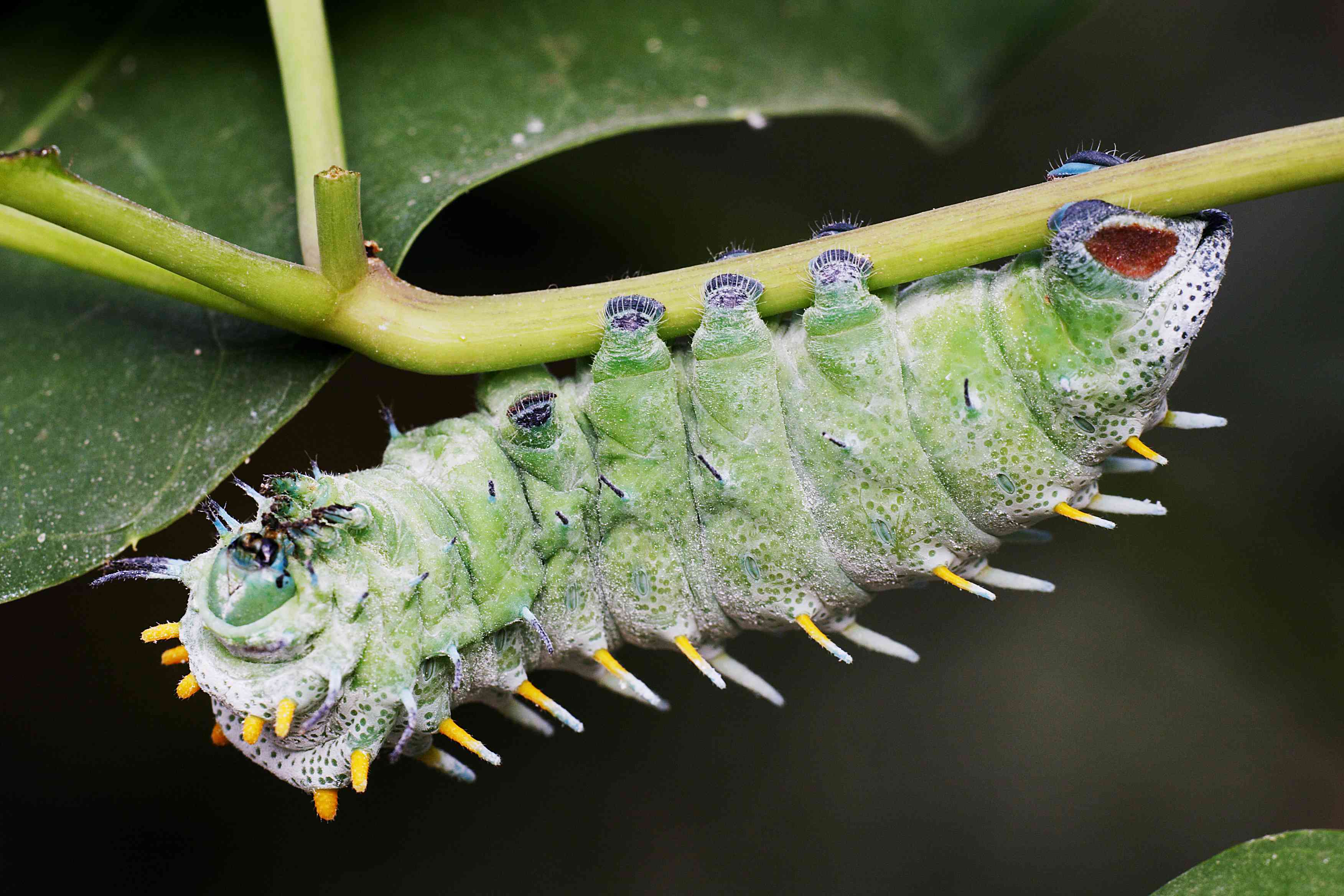 一只蓝绿色的阿特拉斯蛾毛虫正在吃叶子的茎”width=