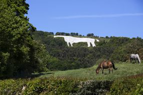 吉尔本白马雕刻。在一个阳光明媚的日子里，北约克摩尔国家公园的一座小山上，两匹马在山下的土地上吃草，山上是明亮的蓝天