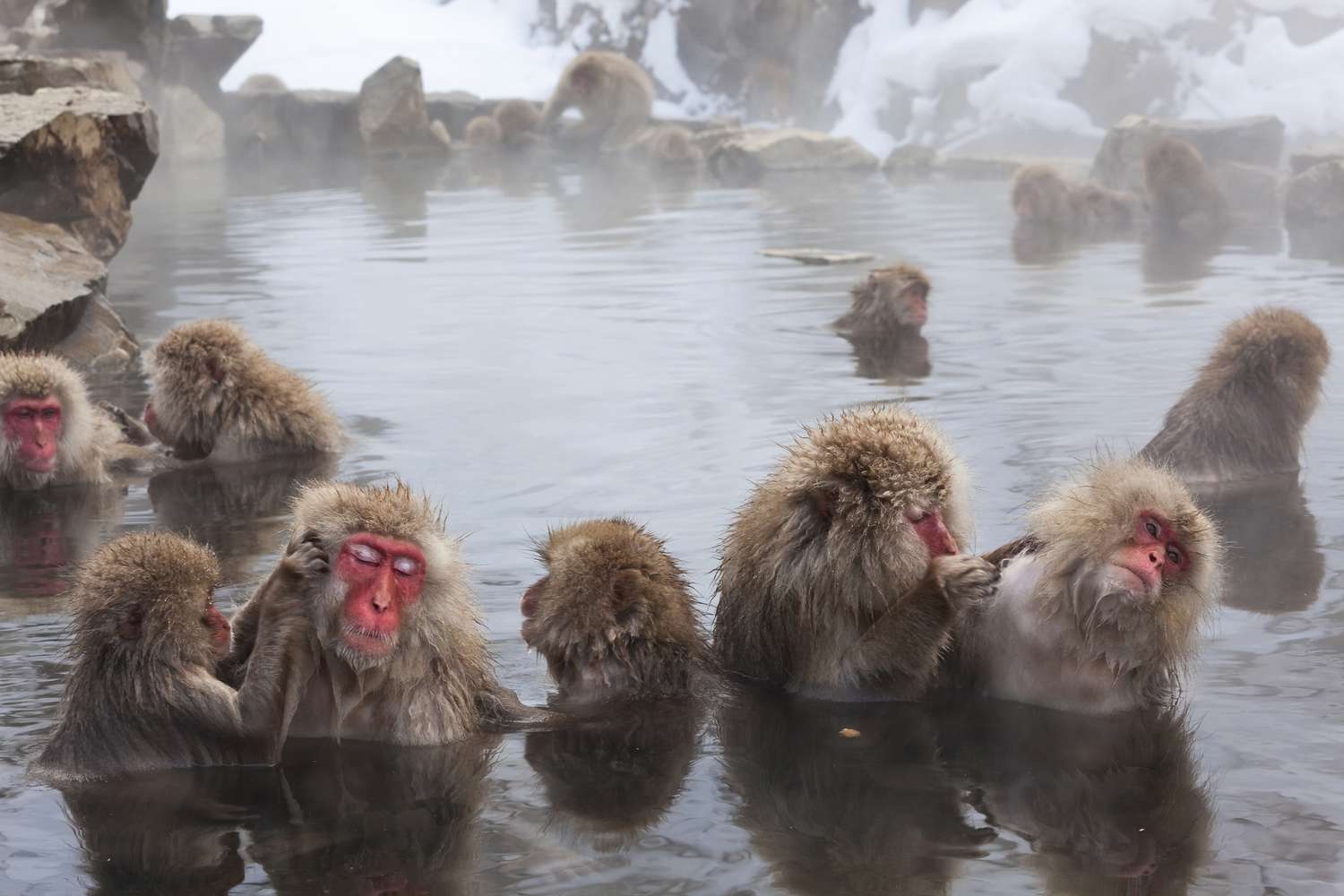 日本猕猴在一个大的温暖的池塘被雪包围”width=