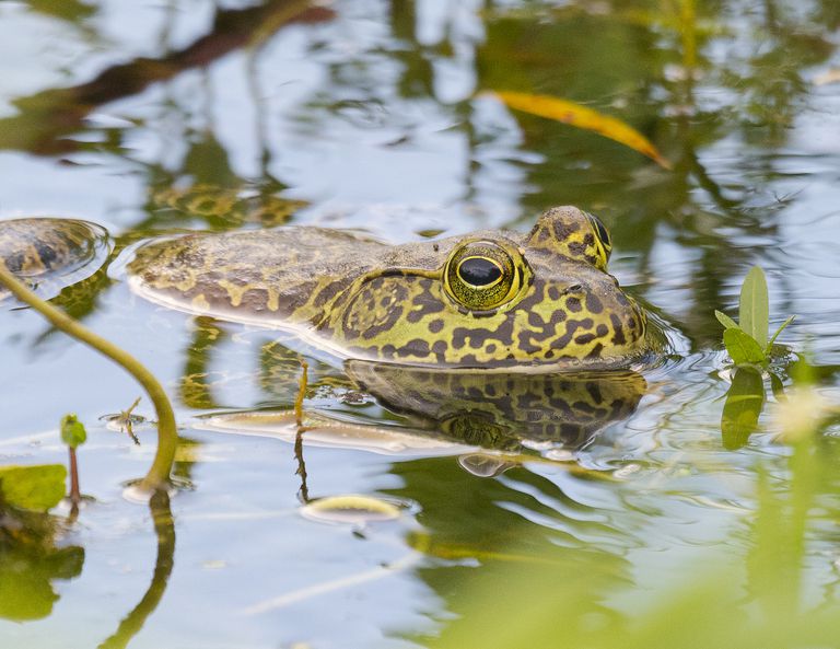 豹蛙游泳时眼睛露出水面
