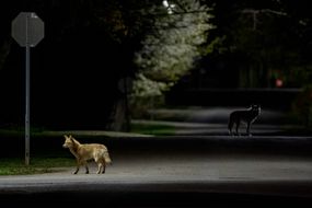 两只郊狼在夜里出现在街上＂width=