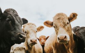 一群牛俯视着摄像机