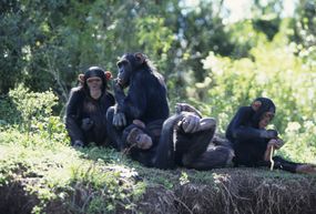 一群黑猩猩或坐或躺在树荫下＂width=