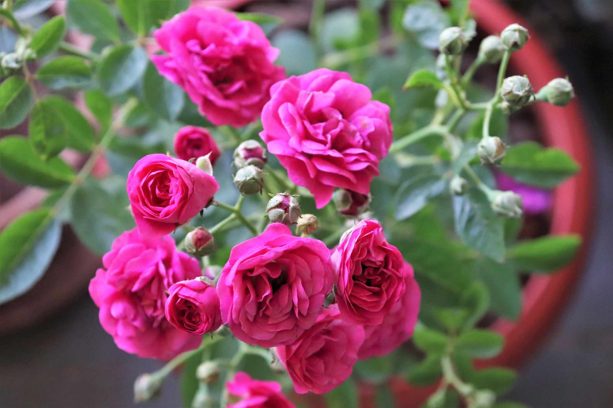 一束玫瑰花在花盆/花园的特写＂width=