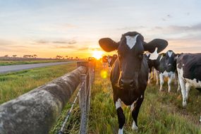 夕阳西下时，牧场里的奶牛站在木栅栏旁”width=