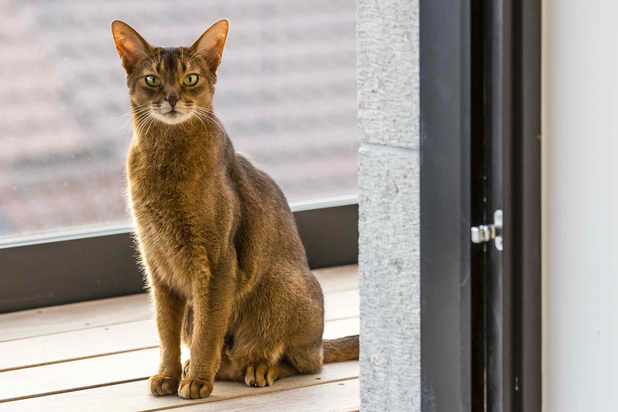 阿比西尼亚猫坐在露台看透过敞开的门