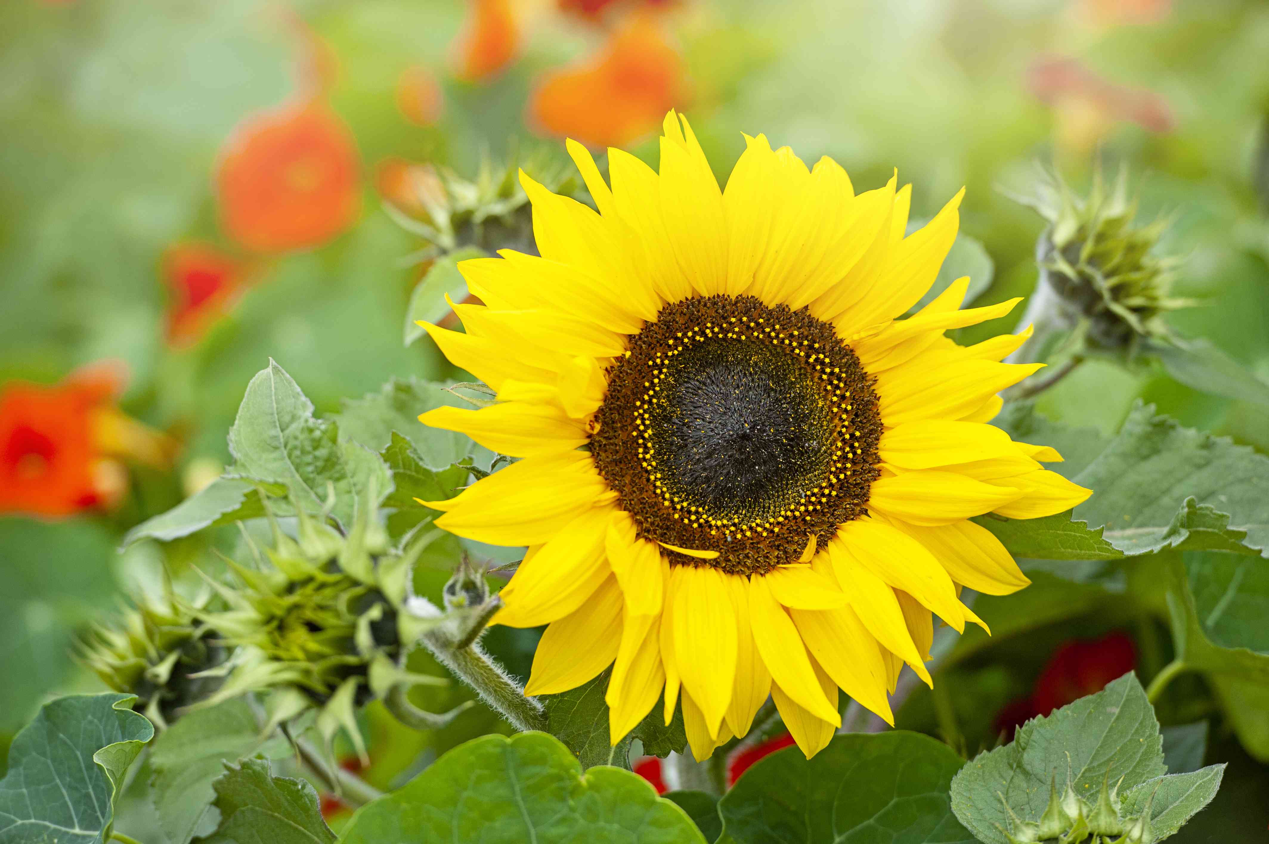 单个充满活力的黄色的特写图像，也称为Helianthus Annus