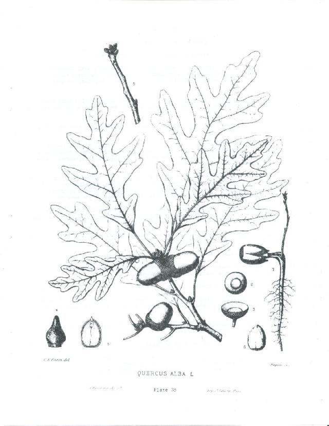 白橡树，阿尔巴栎