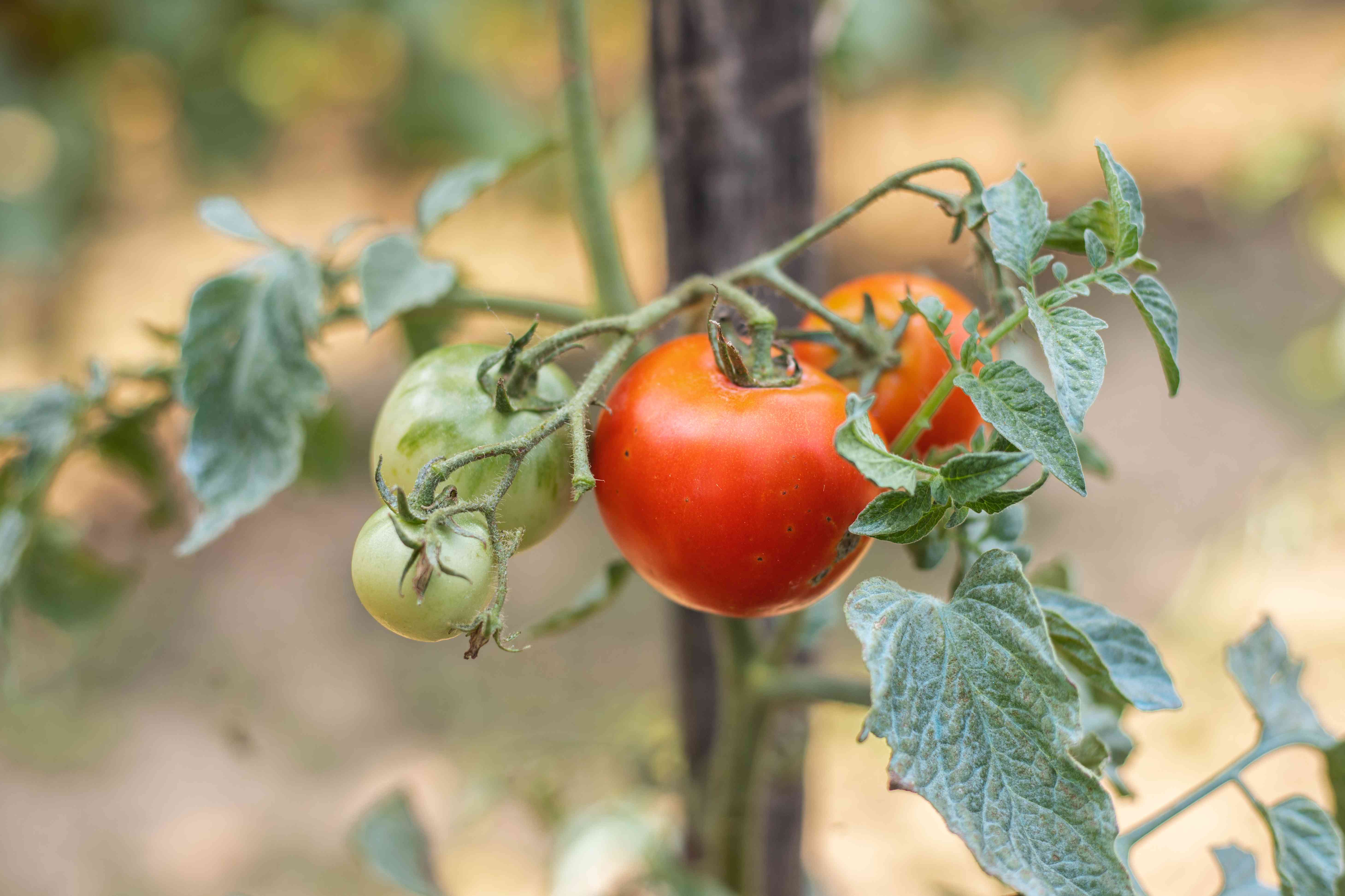 close view of multiple tomatoes growing on vine, some red some green