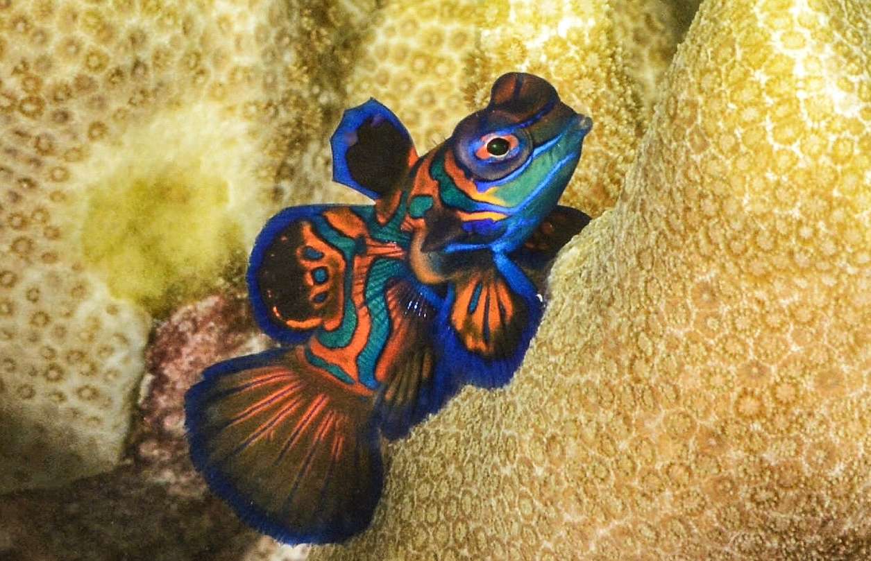 一条蓝色、绿色和橙色的鳜鱼游在金色的珊瑚旁边