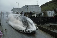 冰岛的捕鲸