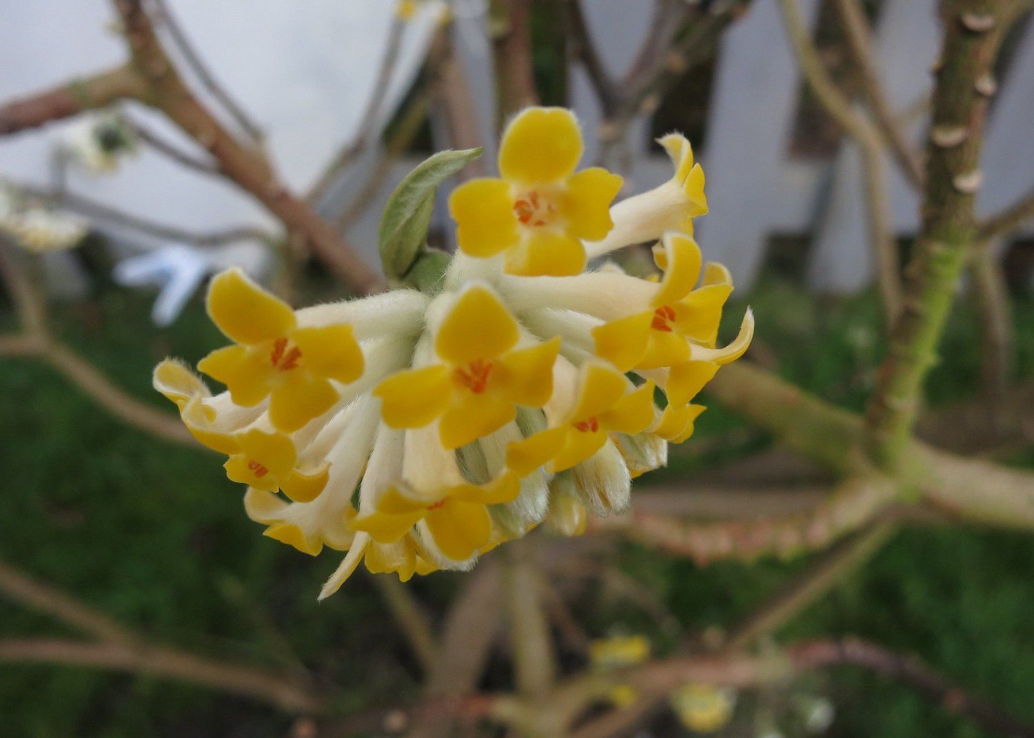 一簇球形的小黄花生长在纸灌木树上