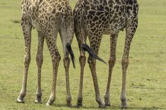 Masai Mara National Reserve的草原长颈鹿腿的特写
