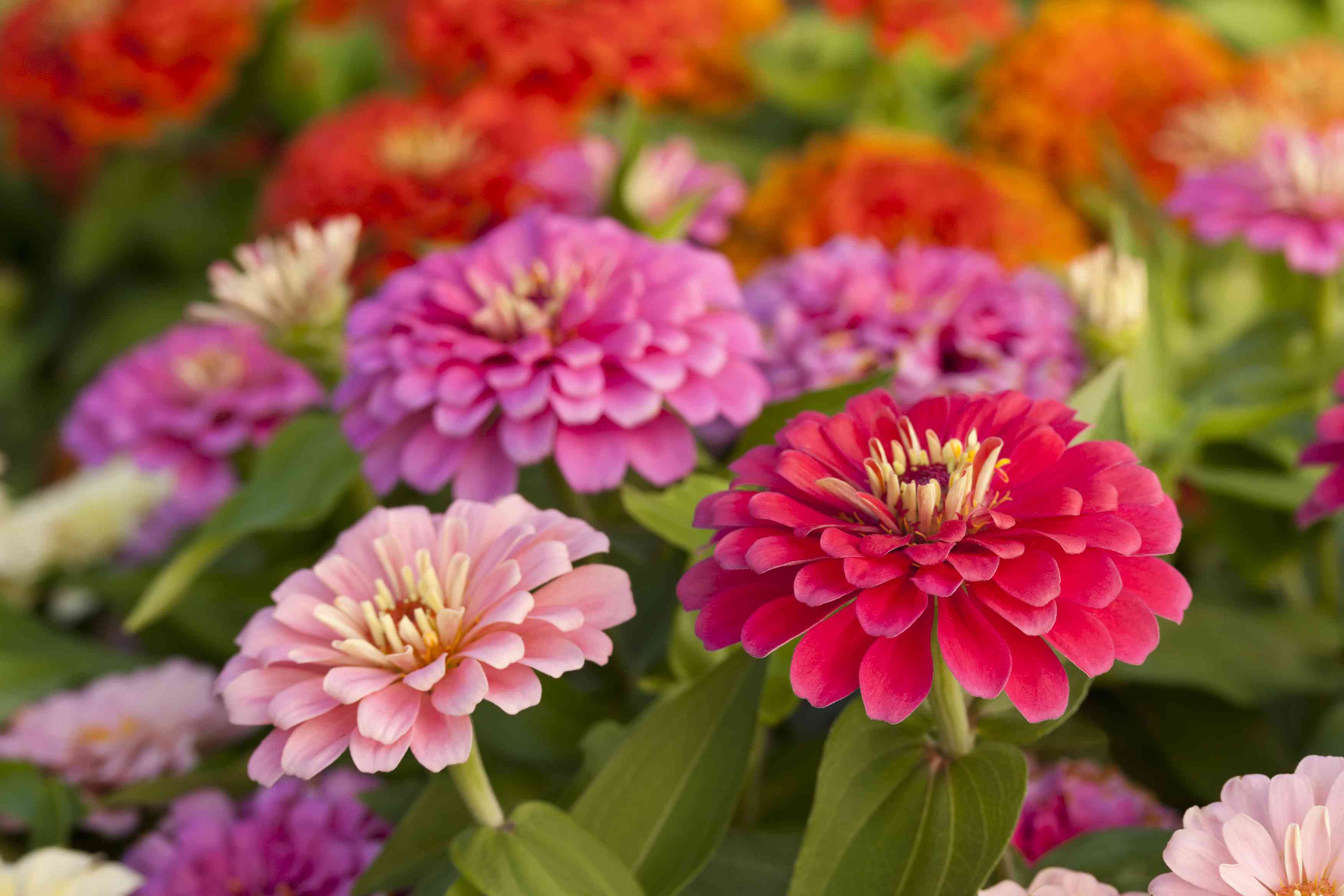 粉红色阴影百日菊在一个花坛的分类