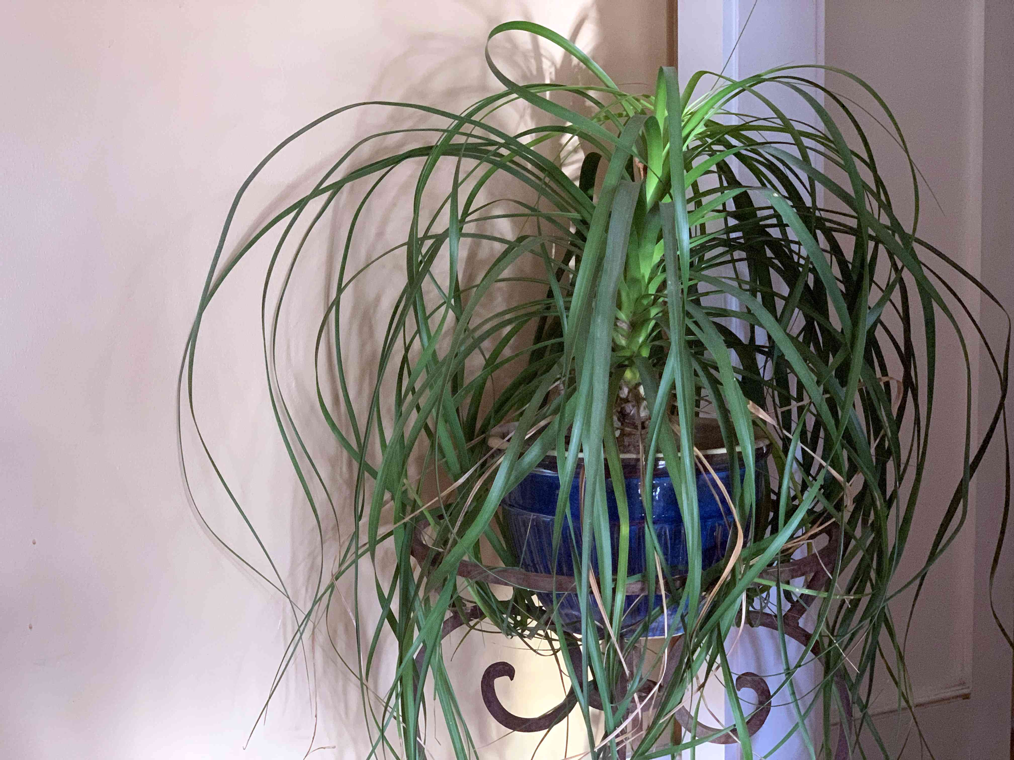 马尾辫棕榈树室内植物在蓝色花盆里，靠着奶油色的墙壁＂width=