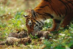老虎母亲在森林里有老虎小猫