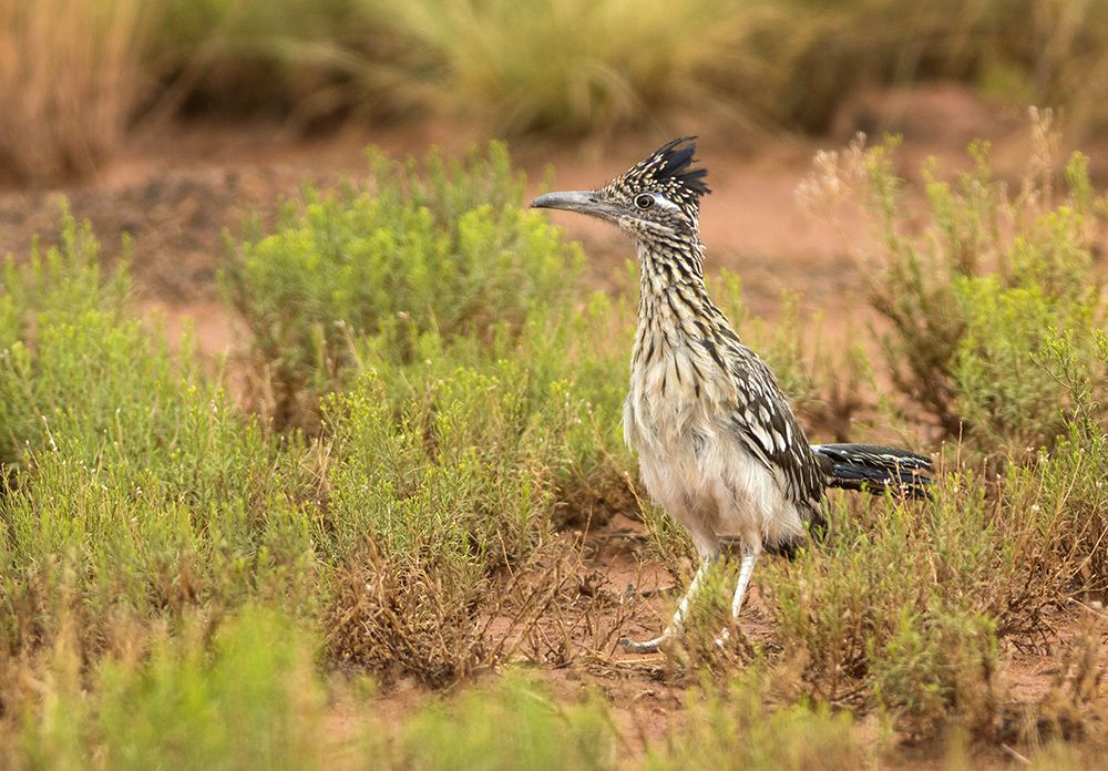 田野里的Roadrunner＂width=