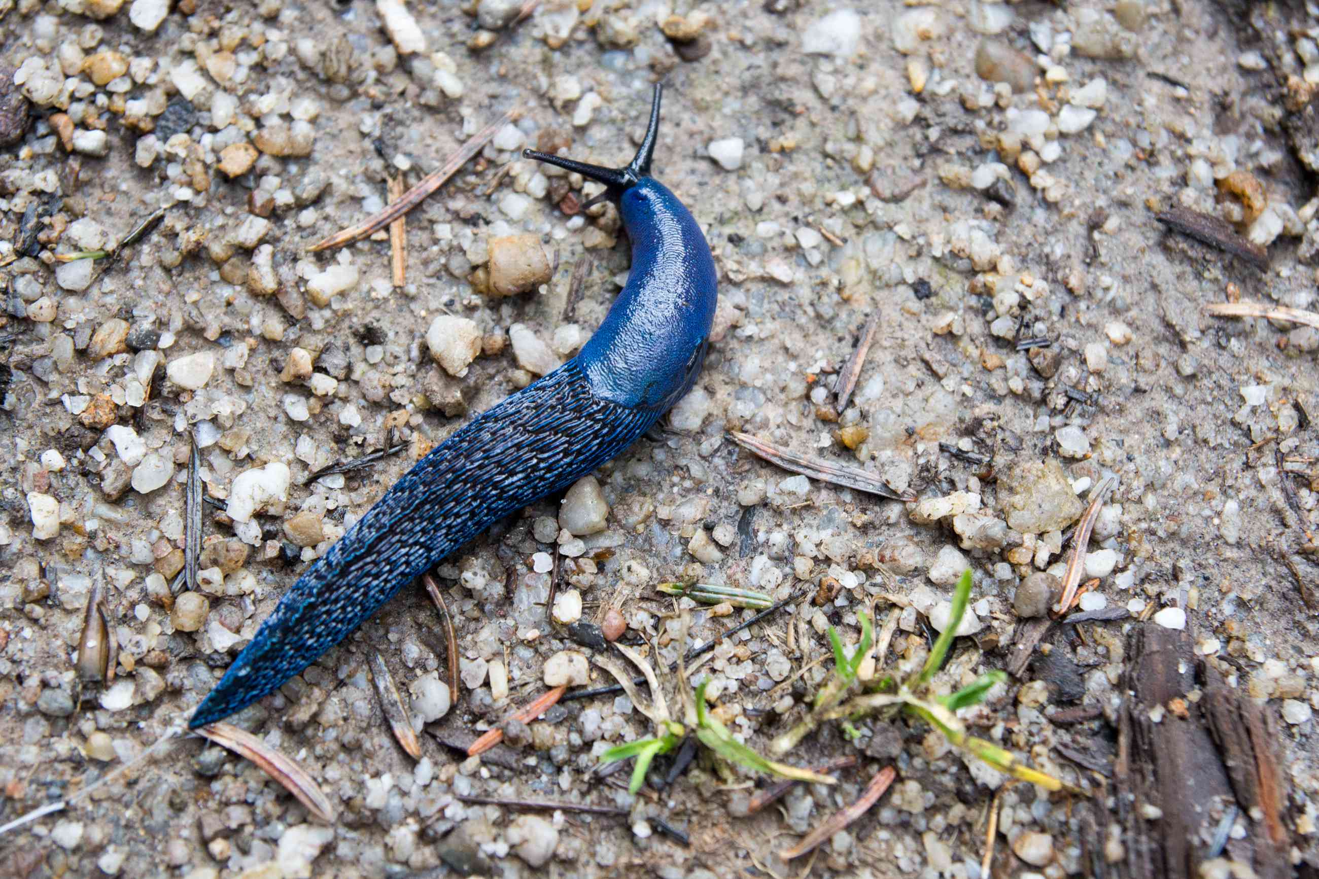 一只喀尔巴阡蓝色蛞蝓在砾石上休息