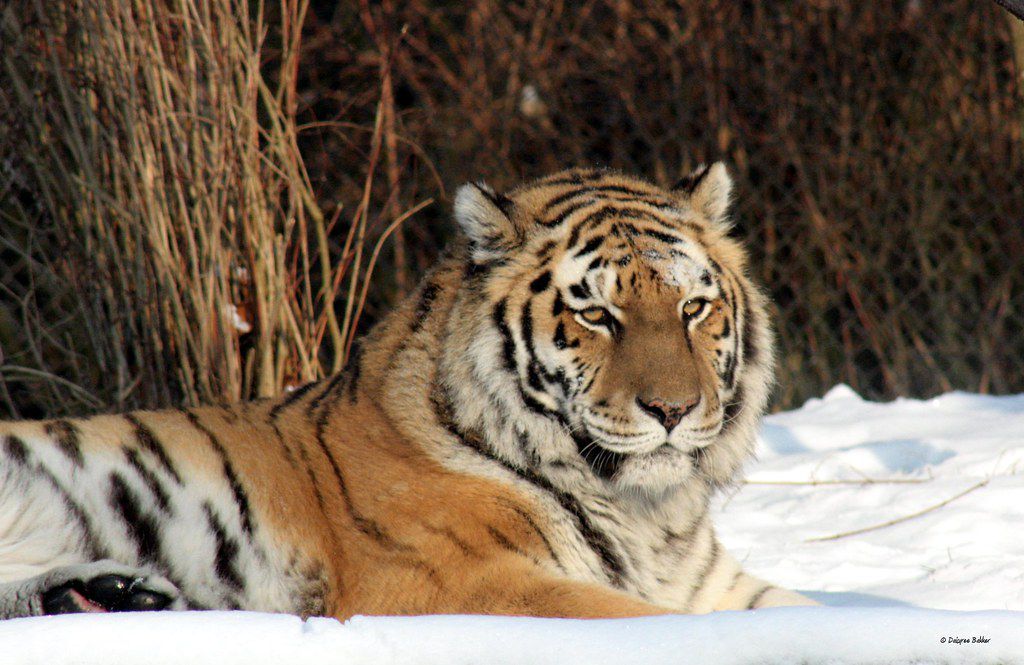 西伯利亚老虎照片