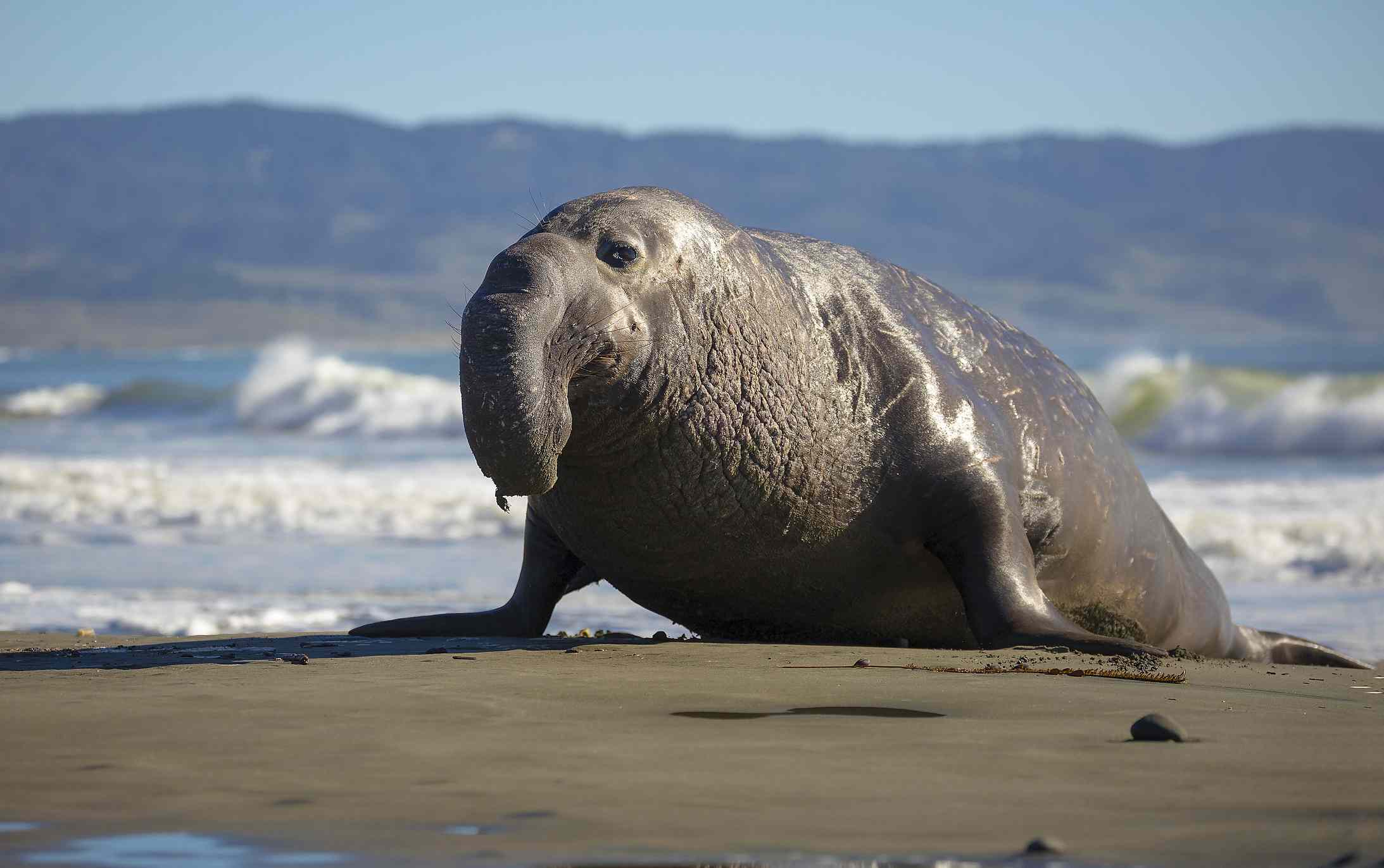 大鼻子的象海豹躺在海滩上