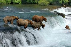 一群熊在瀑布中涉水，等待鲑鱼跳起来
