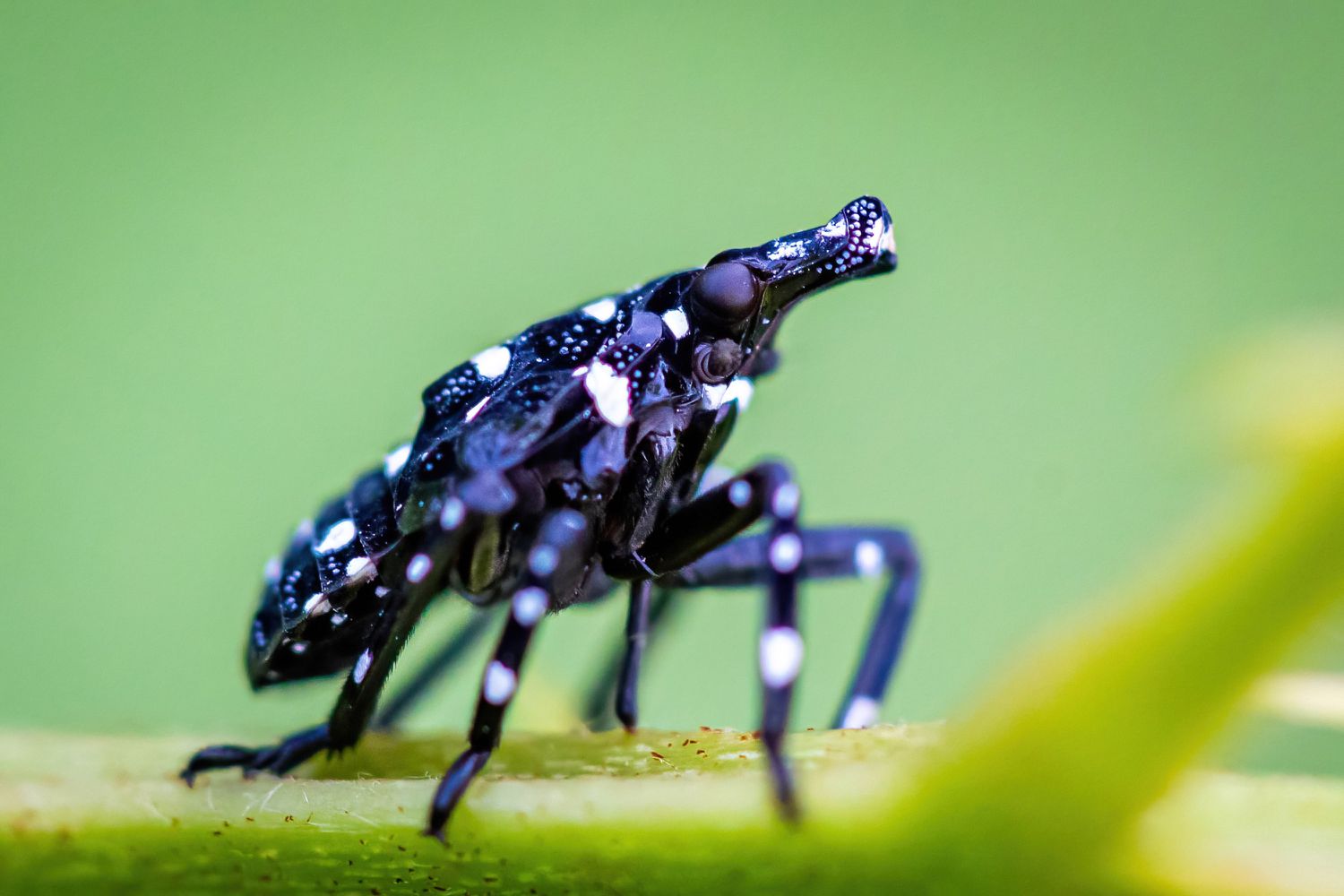 植物上的小斑点灯笼虫若虫的特写＂>
          </noscript>
         </div>
        </div>
        <figcaption id=