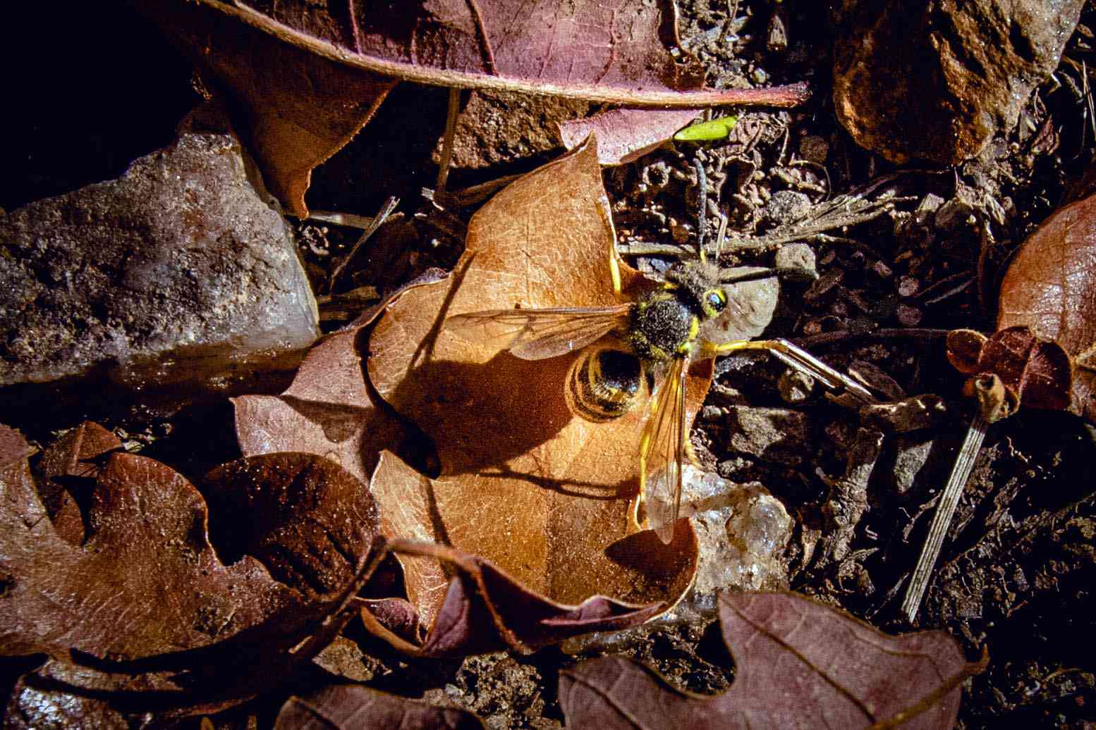 在一片阳光下，一只大蜜蜂在泥土上的落叶上休息