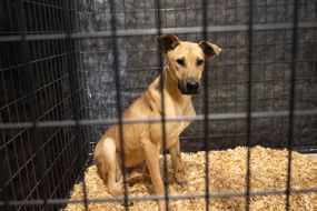 从韩国狗肉农场获救的狗被关在板条箱里