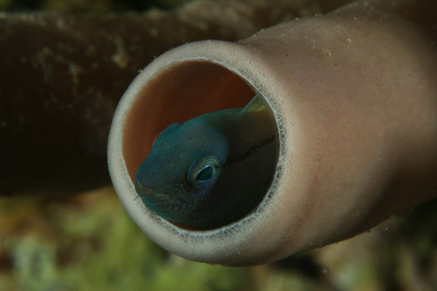 黑线fang blenny，黑线美棘鱼