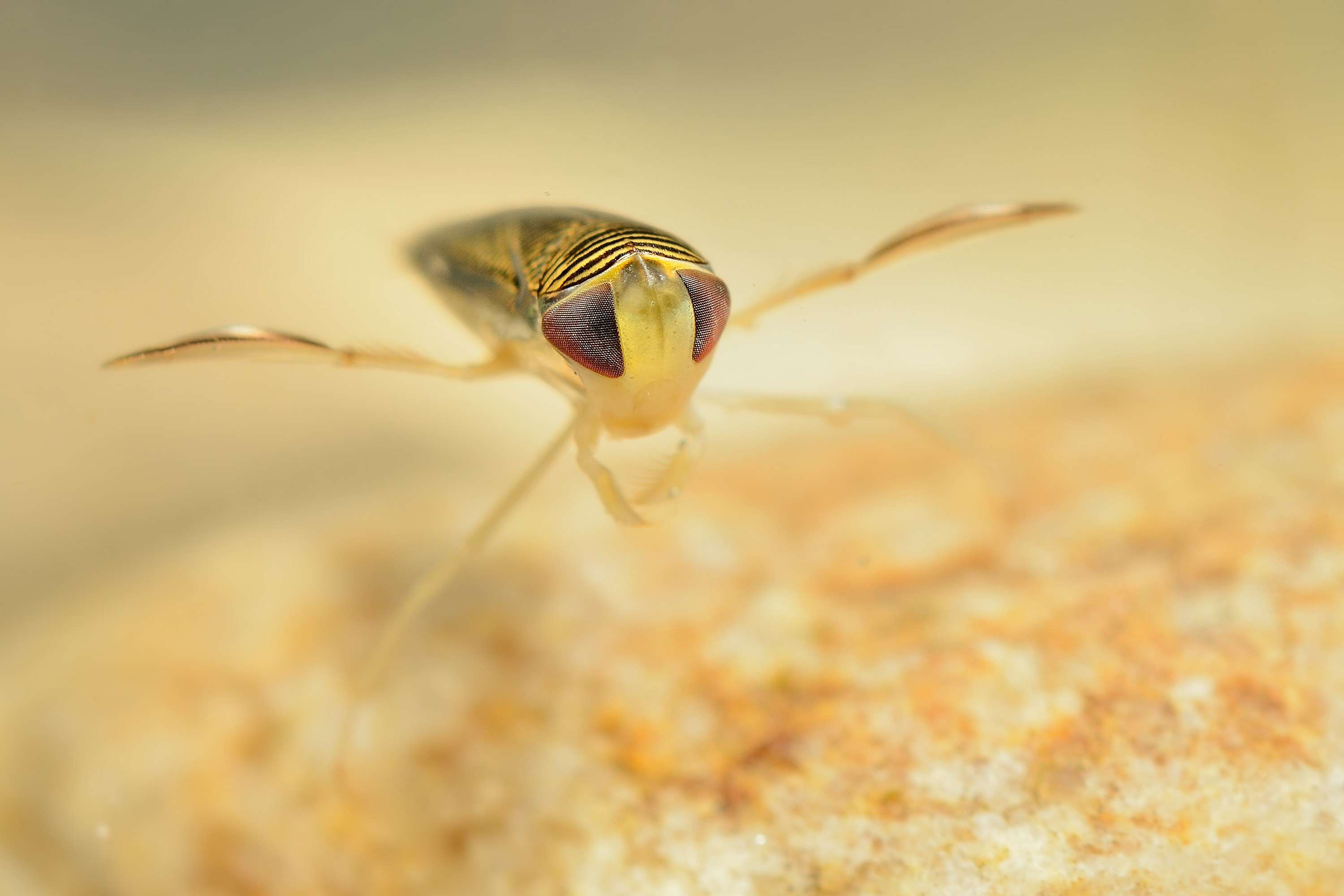 在水下被捕的船夫(Sigara lateralis)”width=