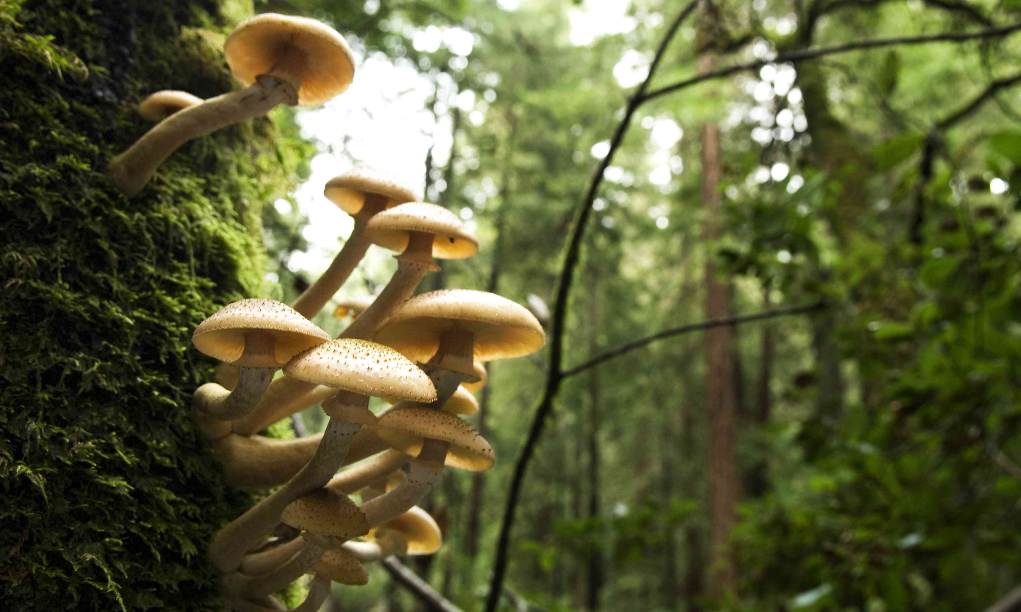 蜂蜜蘑菇生长在树的一侧