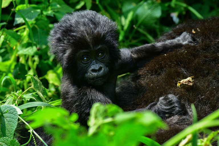 乌干达布温迪密不透风国家公园里的山地大猩猩宝宝＂class=