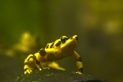 可变的丑角青蛙yelllow与在生苔日志的黑条纹
