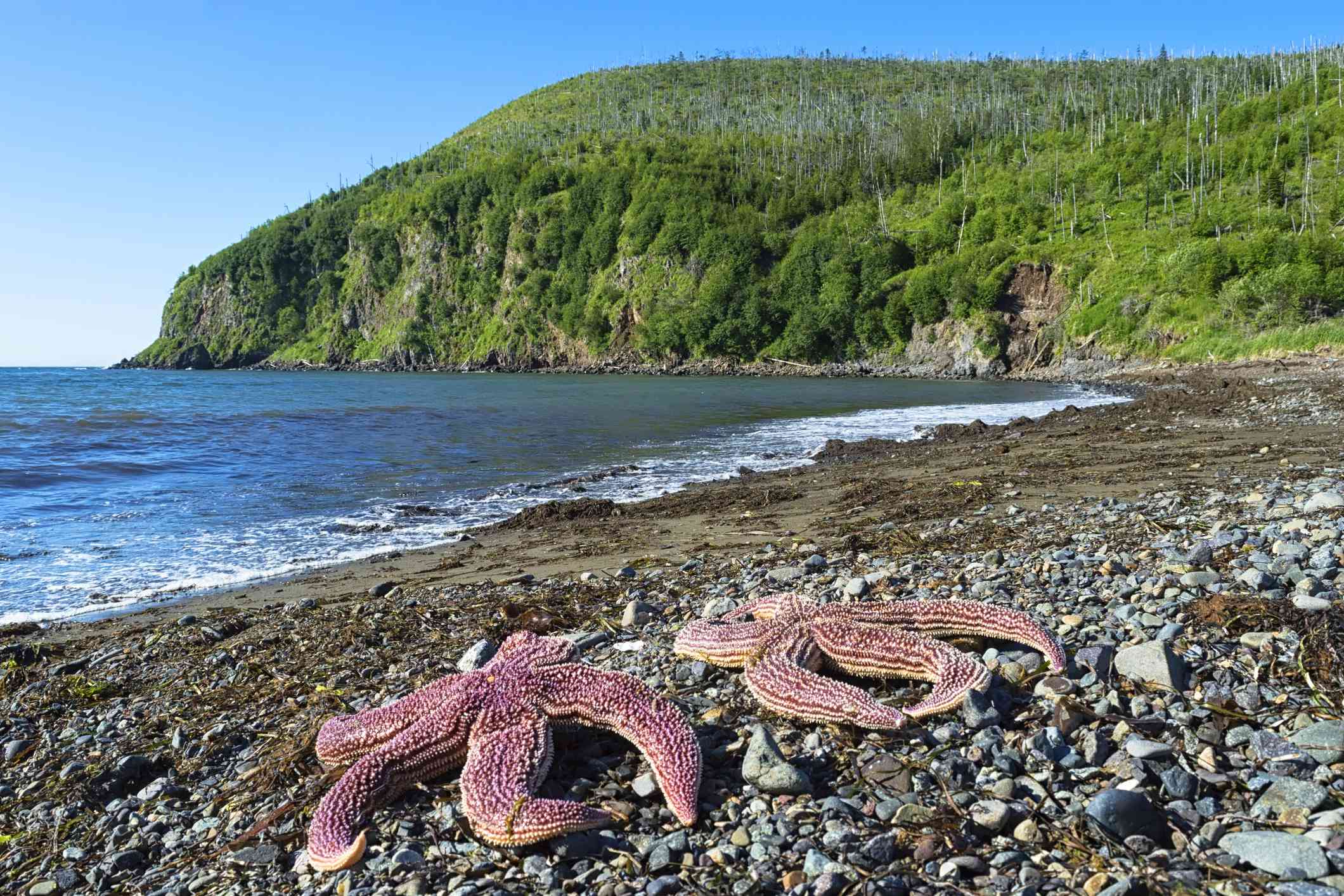 两个紫色的海星躺在岩石海滩