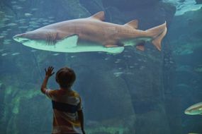 男孩在水族馆里欣赏鲨鱼