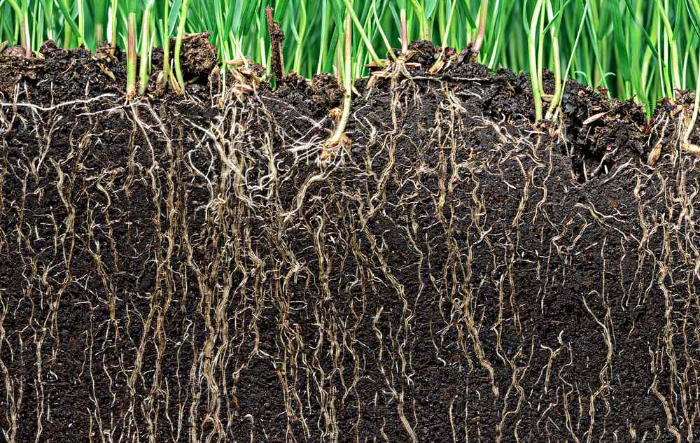草生长在健康的土壤和根